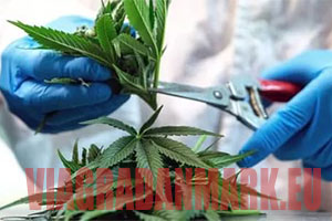 Viagra og cannabis
